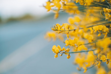 A close up of yellow flowers with a blue sky in the background