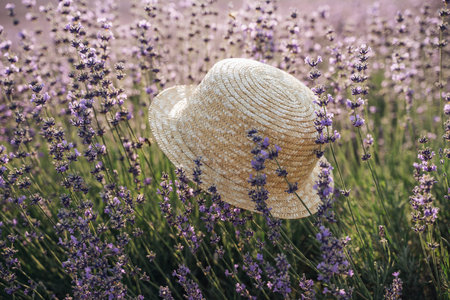 A straw hat is sitting in a field of purple flowers. The hat is the only object in the scene, and it is surrounded by a sea of lavender.の写真素材