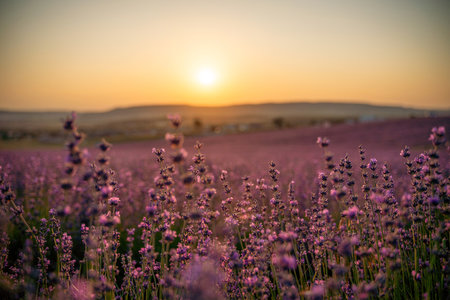 Blooming lavender field. Beautiful purple flowers. Regional organic cultivation.の写真素材