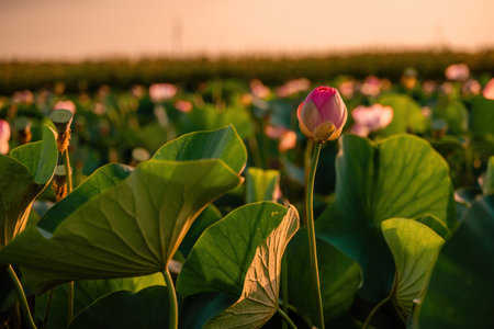 Sunrise in the field of lotuses, Pink lotus Nelumbo nucifera sways in the wind. Against the background of their green leaves. Lotus field on the lake in natural environment.の写真素材