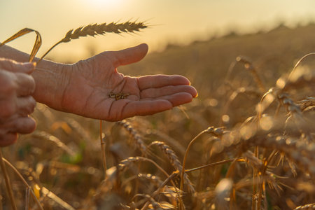 Close up of senior farmers hands holding and examining grains of wheat of wheat against a background...