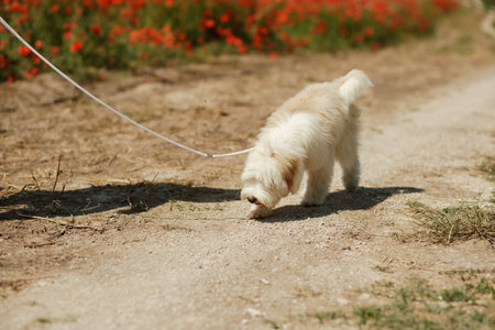 woman with dog. Happy woman walking with white dog the road along a blooming poppy field on a sunny...