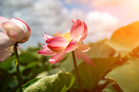 A pink lotus flower sways in the wind. Against the background of their green leaves. Lotus field on the lake in natural environment.の写真素材