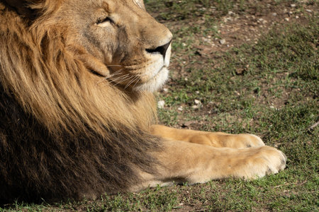 Lion, Zoo, Grass - Close-up of a majestic lion resting in a grassy enclosure at a zoo.の写真素材