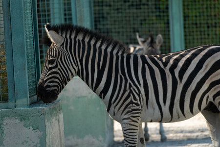 Zebra Enclosure Zoo Animal Stripes. A zebra stands near a green metal fence, its head resting on a concrete block. A second zebra is partially visible behind it.の写真素材