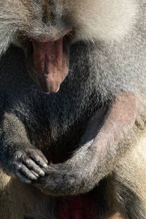 Baboon Portrait Zoo Animal Closeup. A hamadryas baboon stares intensely at the camera, its long, gray fur and prominent snout visible.の写真素材