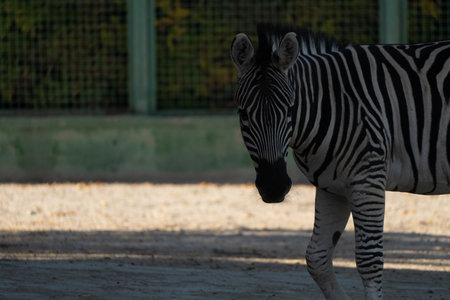 Zebra Zoo Enclosure Daytime: Captive Zebra stands calmly in zoo enclosure during daytime.の写真素材