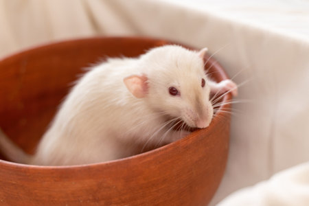 The head of a white rat on a white background, she sits in a clay plate and looks out, putting her front paws on the edgeの写真素材