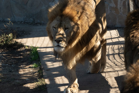 Lion Zoo Enclosure Walking - A lion walks in its enclosure at a zoo.