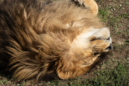 Lion Sleeping Grass Closeup - A large male lion lies on its back, resting on the grass. The focus is on the lions face and mane.の写真素材