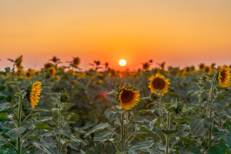 Field sunflowers in the warm light of the setting sun. Summer time. Concept agriculture oil production growing.の写真素材