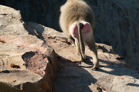 Baboon Tail Rocks Zoo - A baboon with a pink bottom walks on a rock in a zoo.の写真素材