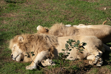 Lions Resting Grass Savannah - Two white lions sleep peacefully in the tall grass of the African savanna.の写真素材