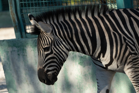 Zebra Zoo Enclosure: Captive Plains Zebra Resting in a Zoo Enclosure, daytime, conservation.の写真素材