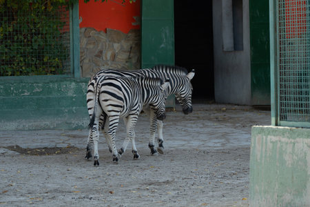 Zebras Zoo Enclosure Caucasus: Two zebras stand near a buildings entrance at a Caucasus zoo, likely for daily care or observation.の写真素材