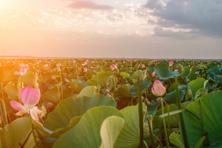 Sunrise in the field of lotuses, Pink lotus Nelumbo nucifera swaの写真素材