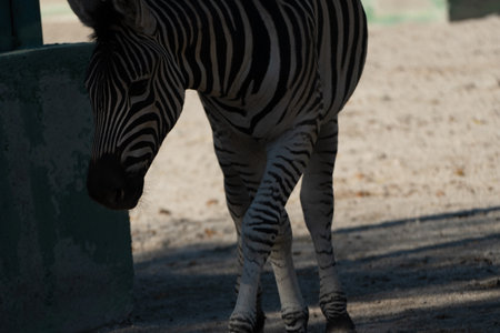 Zebra Zoo Enclosure Daytime: Captive Plains Zebra walking near a green container in a zoo enclosure during daytime for animal observation.の写真素材
