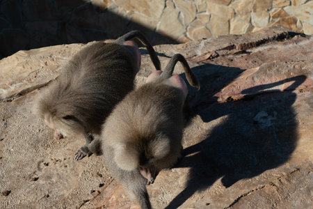 Baboon Monkeys Grooming Zoo Animalsの写真素材