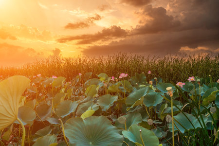 Sunrise in the field of lotuses, Pink lotus Nelumbo nucifera swaの写真素材