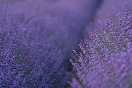 A field of purple flowers with a blurry backgroundの写真素材