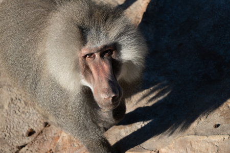 Baboon, Portrait, Close-up: A close-up portrait of a baboon with a serious expression, showcasing...