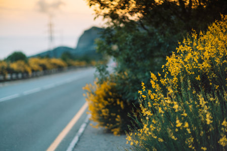 A road with a yellow bush on the sideの写真素材