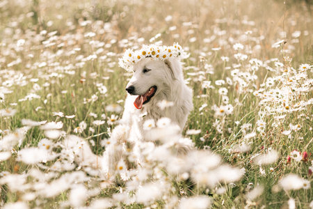 Daisies white dog in a wreath of daisies sits on a green lawn with wild flowers daisies, walks a...