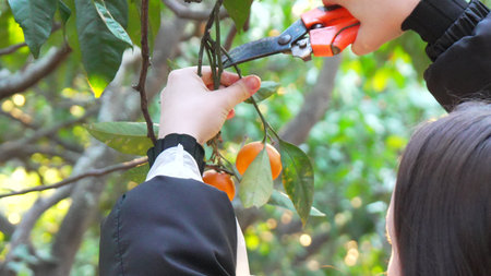 Pruning Persimmon Tree Orchard Harvesting: Woman autumn garden maintenance.