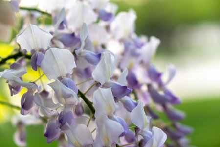 Wisteria Flowers Bloom Spring Gardenの写真素材