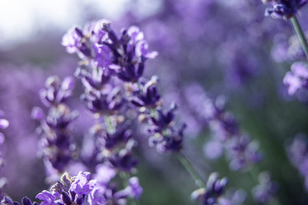 Lavender Flowers Field Bloom: Summer Purple blossoms thriving outdoors, showcasing beauty and fragrance; idyllic scene.の写真素材