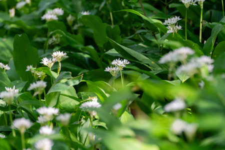 Wild Garlic Flowers Blooming Springtime Forest