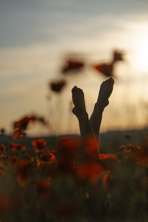 Poppies Legs Sunset: Relaxing person upside down in field during golden hour, peaceful scene.の写真素材