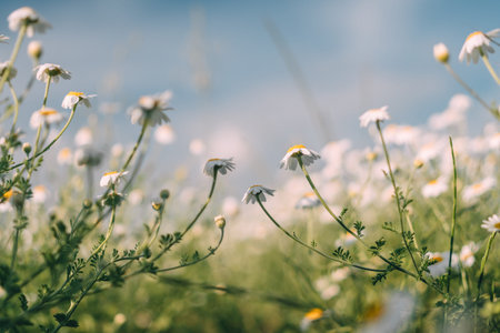 Daisies Field Summer: White blooms thrive during a sunny day in a meadow under a blue sky, floral...