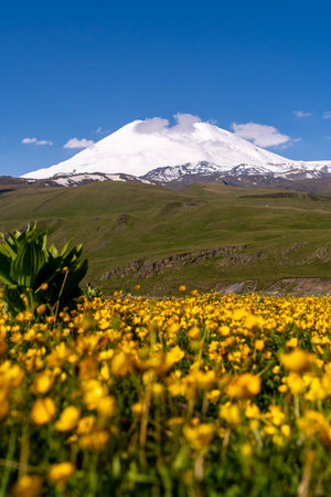 Elbrus Flowers Meadow, summer landscape in Russia, beauty captured in daytime.