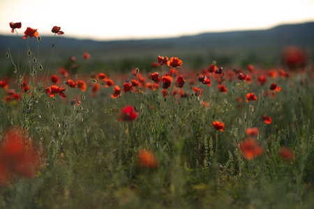Poppies Field Sunset: Red poppies bloom in field in countryside at dusk for pollination.の写真素材