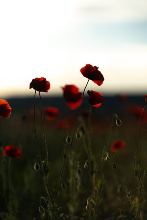 Poppies Field Sunset: Red flowers bloom in a field during sunset for pollination, summertime.の写真素材