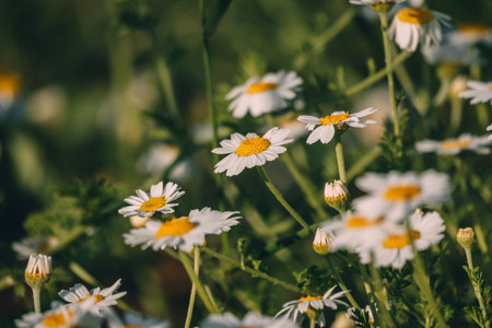 Daisies Flowers Bloom, Meadow, Spring: Field of daisies flourishes in sunlight during springtime bloom for pollination.の写真素材