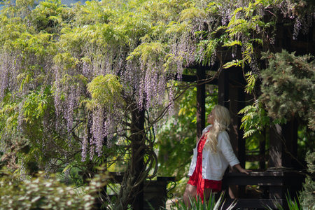 Wisteria Garden Woman: Woman observes wisteria blooms on terrace during daytime for aesthetic enjoyment.の写真素材