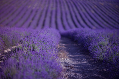 Lavender Field Bloom: Rows of purple flowers in Provence, France during summertime for fragrance.の写真素材