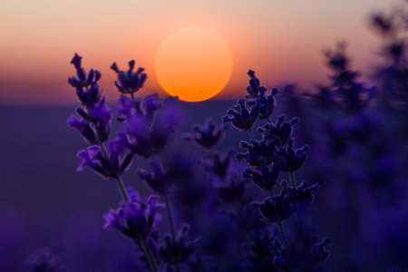 Lavender Sunset Field: Plants bloom during golden hour for aromatherapy essence under soft light.の写真素材