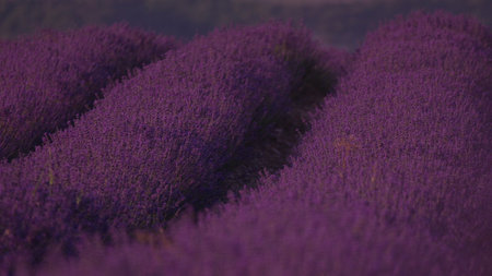 Lavender Fields Provence Bloom: Rows of purple flowers cultivated in French farmlands during summer for aromatherapy.の写真素材