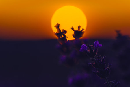 Lavender Sunset Field: Plants bloom during golden hour for aromatherapy essence under soft light.