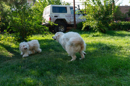 Dogs Grass Truck: Two dogs play in a grassy yard near parked truck during the daytime outdoors.