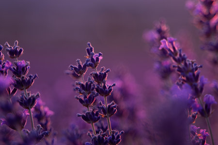 Lavender Sunset Field: Plants bloom during golden hour for aromatherapy essence under soft light.の写真素材