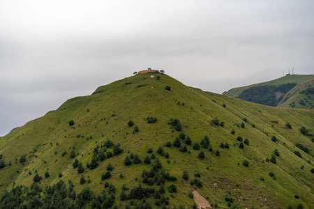 A hillside covered in green grass and trees