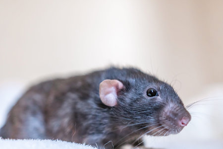 Rat Pet Closeup Soft Fur