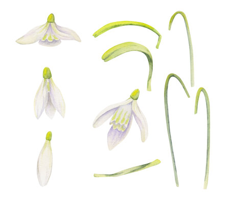 Watercolor hand drawn set of objects with spring daffodil flowers, buds, leaves and stems. Isolated on white background. Design for invitations, wedding, easter greeting cards, paper, print, textileの写真素材