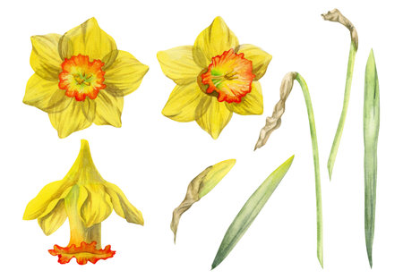 Watercolor hand drawn set of objects with spring daffodil flowers, buds, leaves and stems. Isolated on white background. Design for invitations, wedding, easter greeting cards, paper, print, textileの写真素材