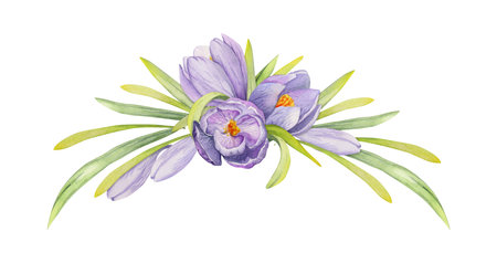 Watercolor hand drawn composition with spring flowers, crocus, leaves and stems, bow, gift tag. Isolated on white background. For invitations, wedding, greeting cards, wallpaper, print, textile.の写真素材