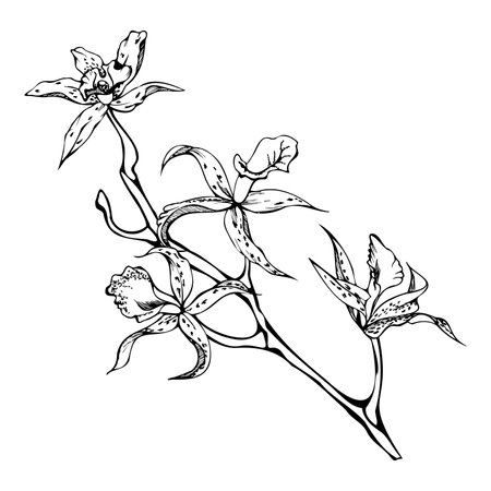 Hand drawn vector ink orchid flowers, stems, leaves, monochrome, detailed outline. Composition with branches. Isolated on white background. Design for wall art, wedding, print, tattoo, cover, card.のイラスト素材